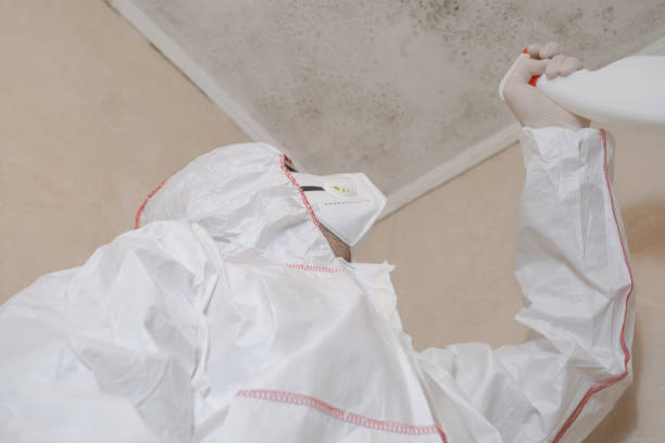 Mold Removal Process in Shamokin Dam, PA