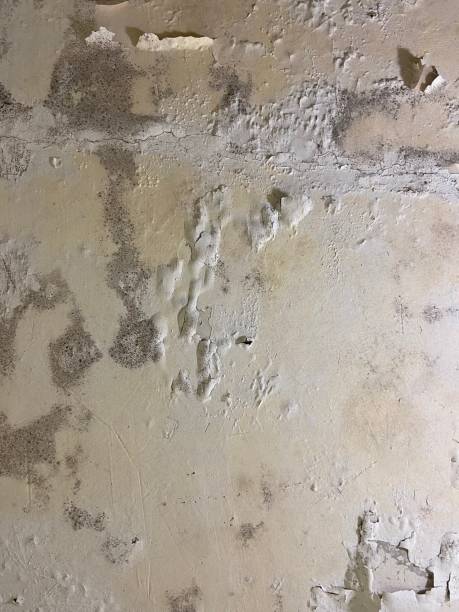 Best Black Mold Removal  in Shamokin Dam, PA