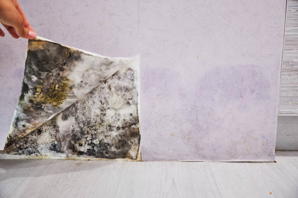 Best Mold Removal Near Me  in Shamokin Dam, PA